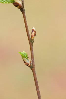 Betula albosinensis - bříza čínská - pupen